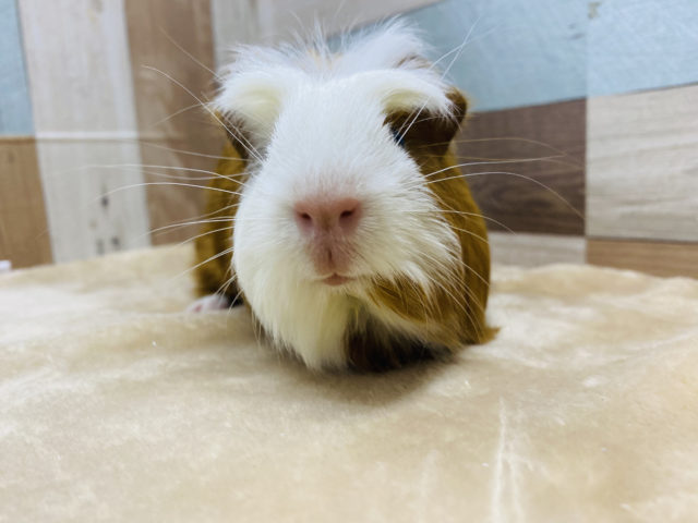 クレステッドモルモット