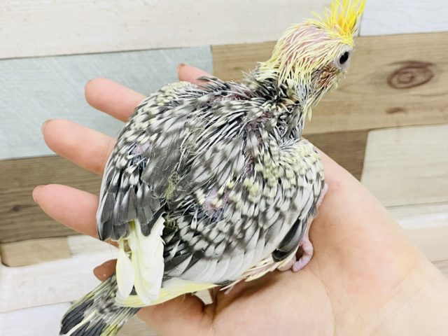 オカメインコ