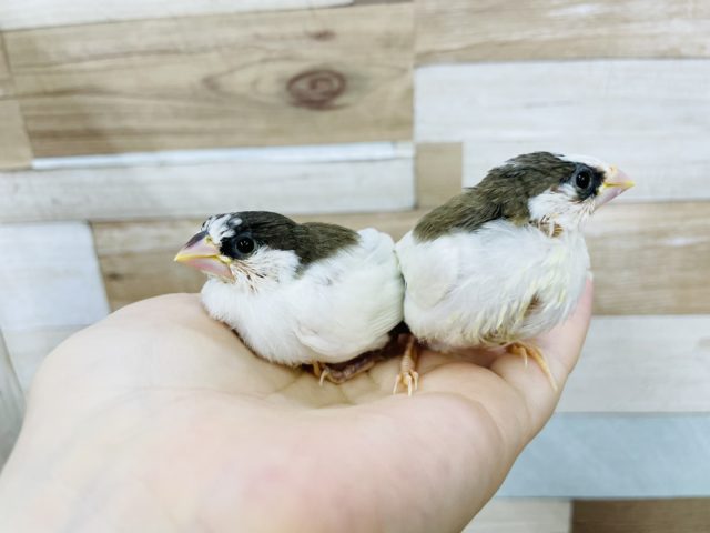 十姉妹（ジュウシマツ）