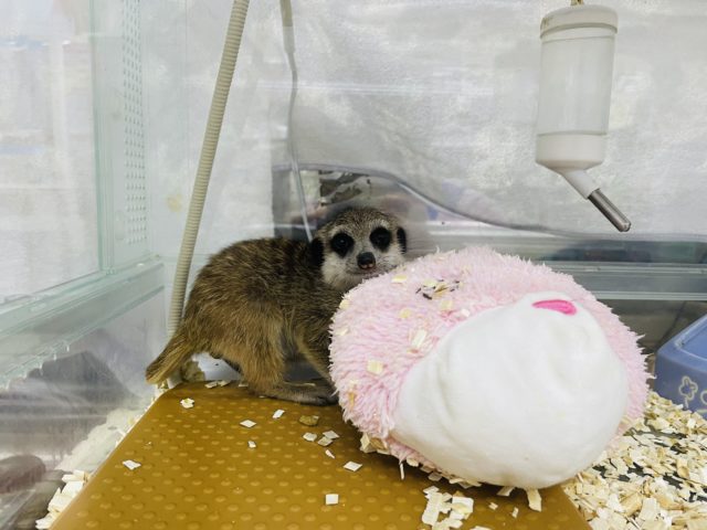 ミーアキャット