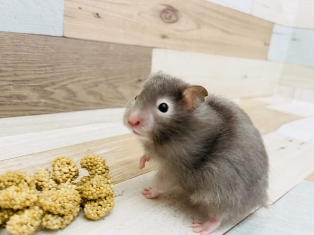 ゴールデンハムスター