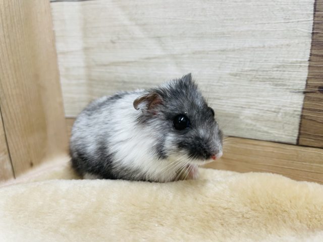 ジャンガリアンハムスター