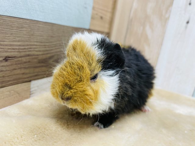 テッセルモルモット