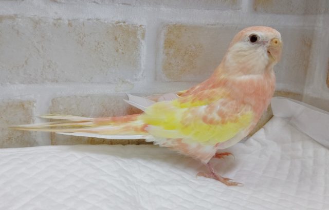 アキクサインコ（秋草インコ）