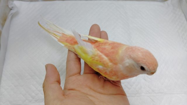 アキクサインコ（秋草インコ）