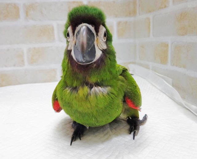 ヒメコンゴウインコ