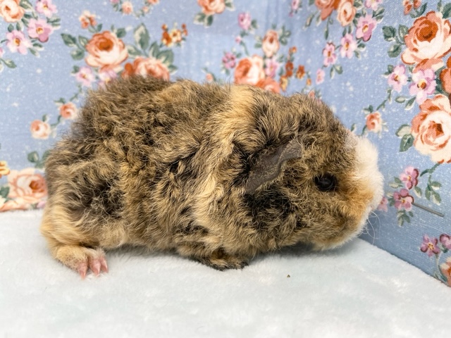 テッセルモルモット