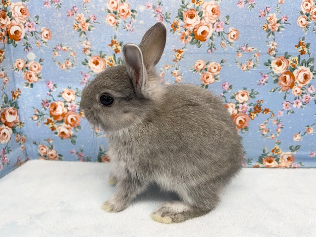 ネザーランドドワーフ