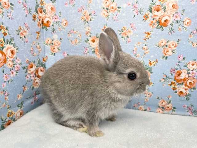 ネザーランドドワーフ