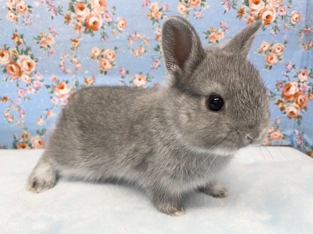 ネザーランドドワーフ