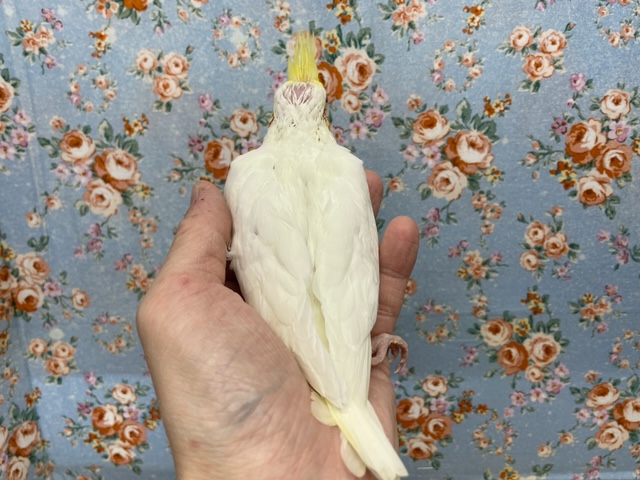 オカメインコ