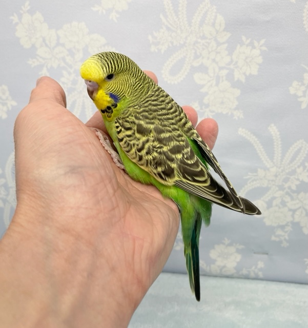 ジャンボセキセイインコ