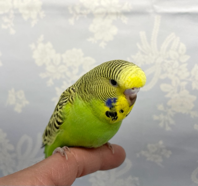 ジャンボセキセイインコ