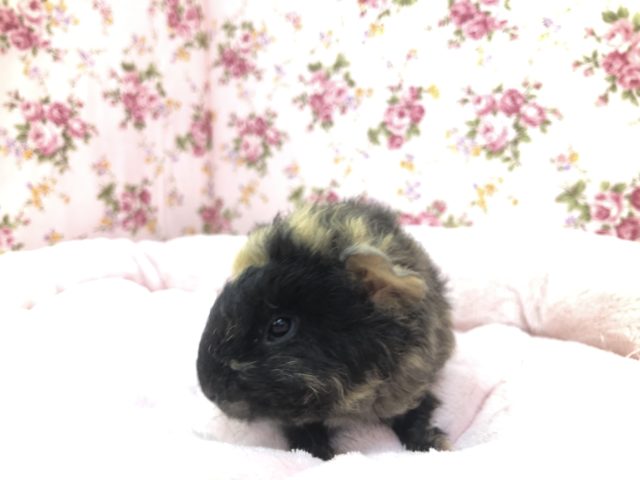 テッセルモルモット