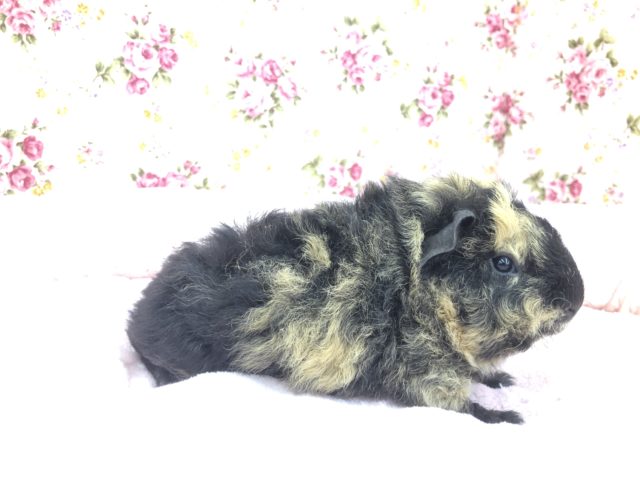 テッセルモルモット