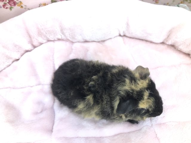 テッセルモルモット