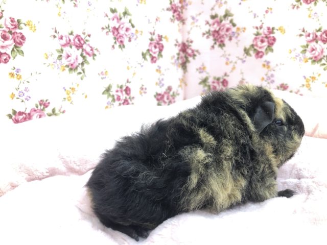 テッセルモルモット