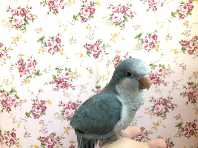 オキナインコ