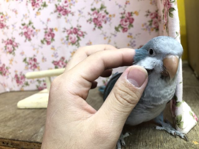 オキナインコ