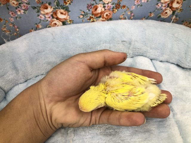 コザクラインコ（小桜インコ）