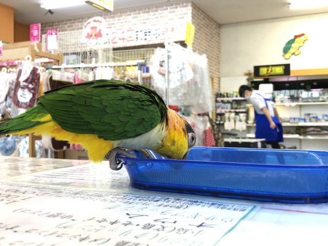 シロハラインコ