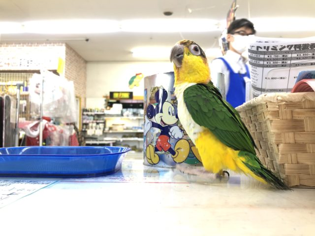 シロハラインコ