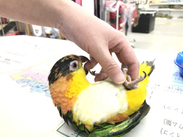 シロハラインコ? 9/10撮影 シロハラインコ