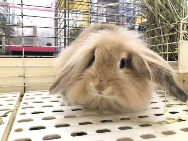 ロップイヤーラビット