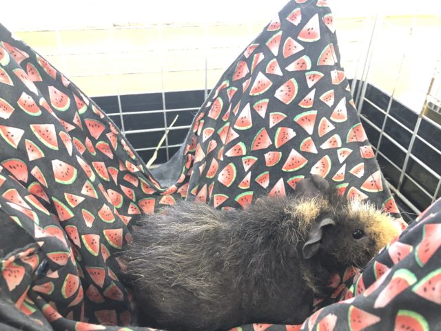 スキニーギニアピッグ