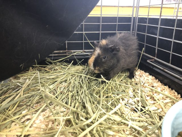 スキニーギニアピッグ