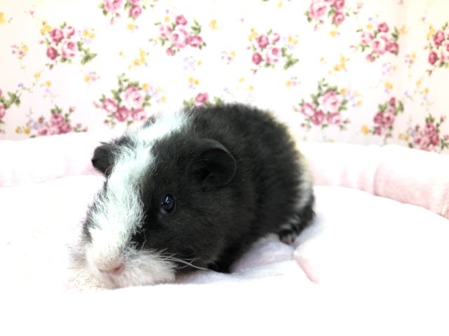 テッセルモルモット