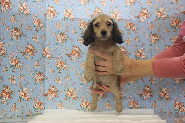 愛嬌たっぷり✨優しいお顔のⅯダックスくんです♂ ミニチュアダックス