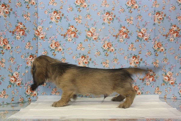 愛嬌たっぷり✨優しいお顔のⅯダックスくんです♂ ミニチュアダックス