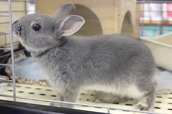 ドワーフラビット