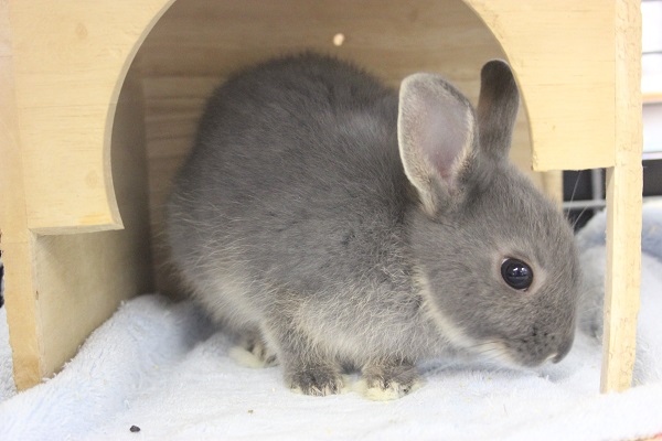 ドワーフラビット