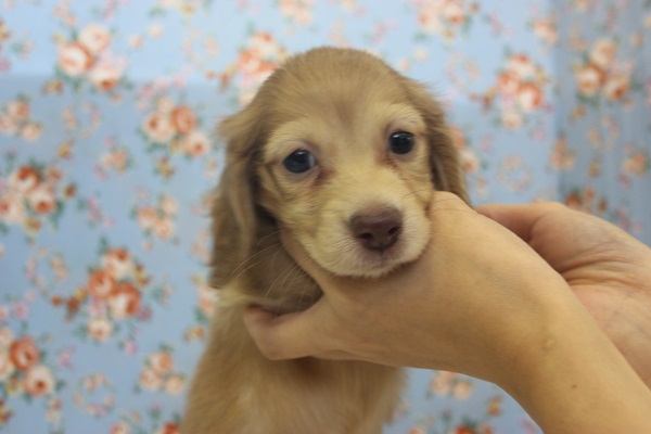 ミニチュアダックス