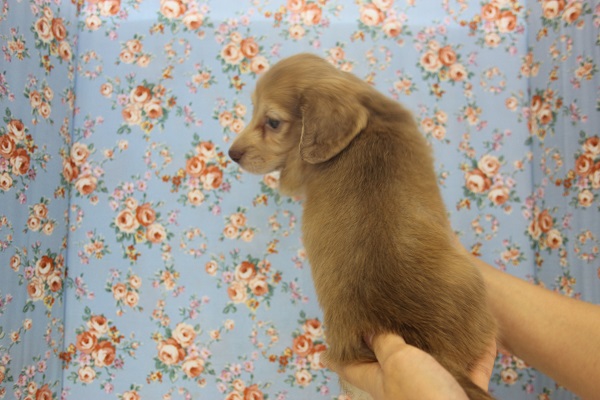 ミニチュアダックス