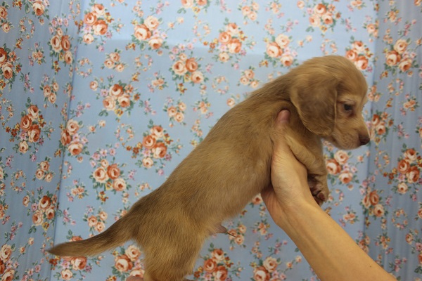 ミニチュアダックス