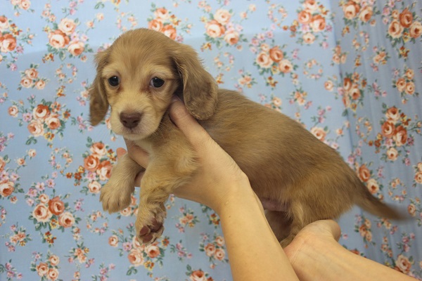 皆の人気者♩ミニチュアダックスくんです★♂ ミニチュアダックス