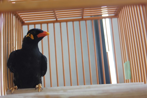 九官鳥（キュウカンチョウ）