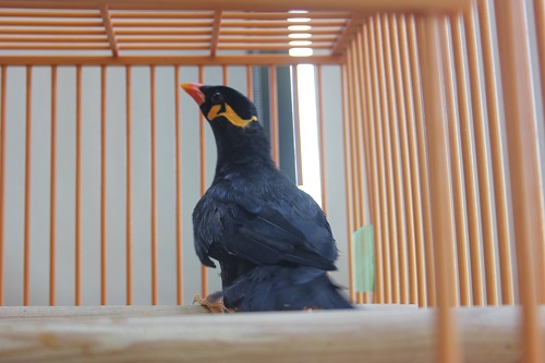 九官鳥（キュウカンチョウ）