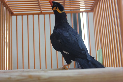 九官鳥（キュウカンチョウ）