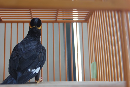 九官鳥（キュウカンチョウ）