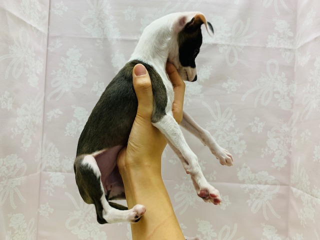 イタリアングレーハウンド