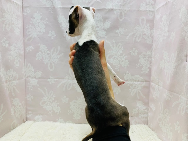 イタリアングレーハウンド