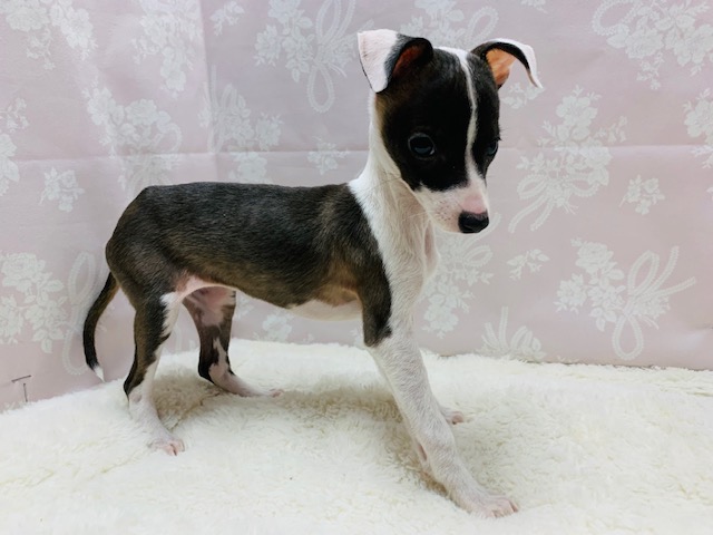 イタリアングレーハウンド