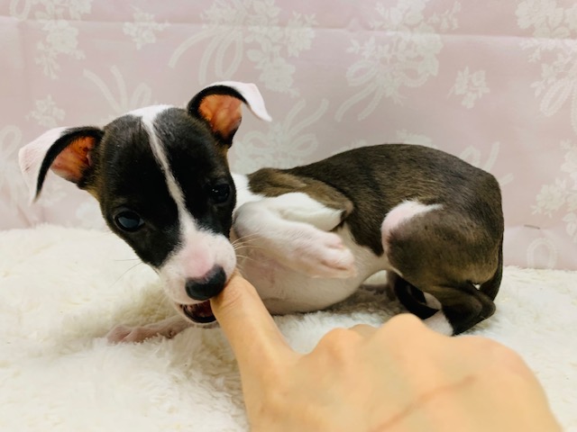 イタリアングレーハウンド