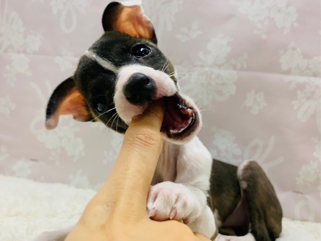 イタリアングレーハウンド