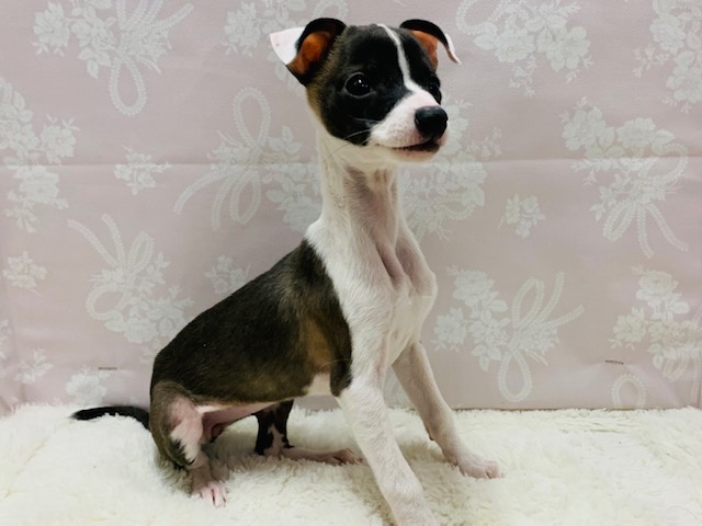 イタリアングレーハウンド