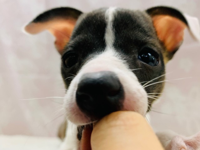 イタリアングレーハウンド